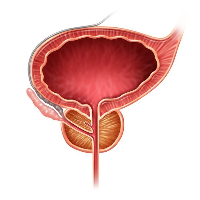 Prostate organ gland on a white background as a medical illustration concept for part of the male reproductive anatomy including the bladder and seminal vesicle.